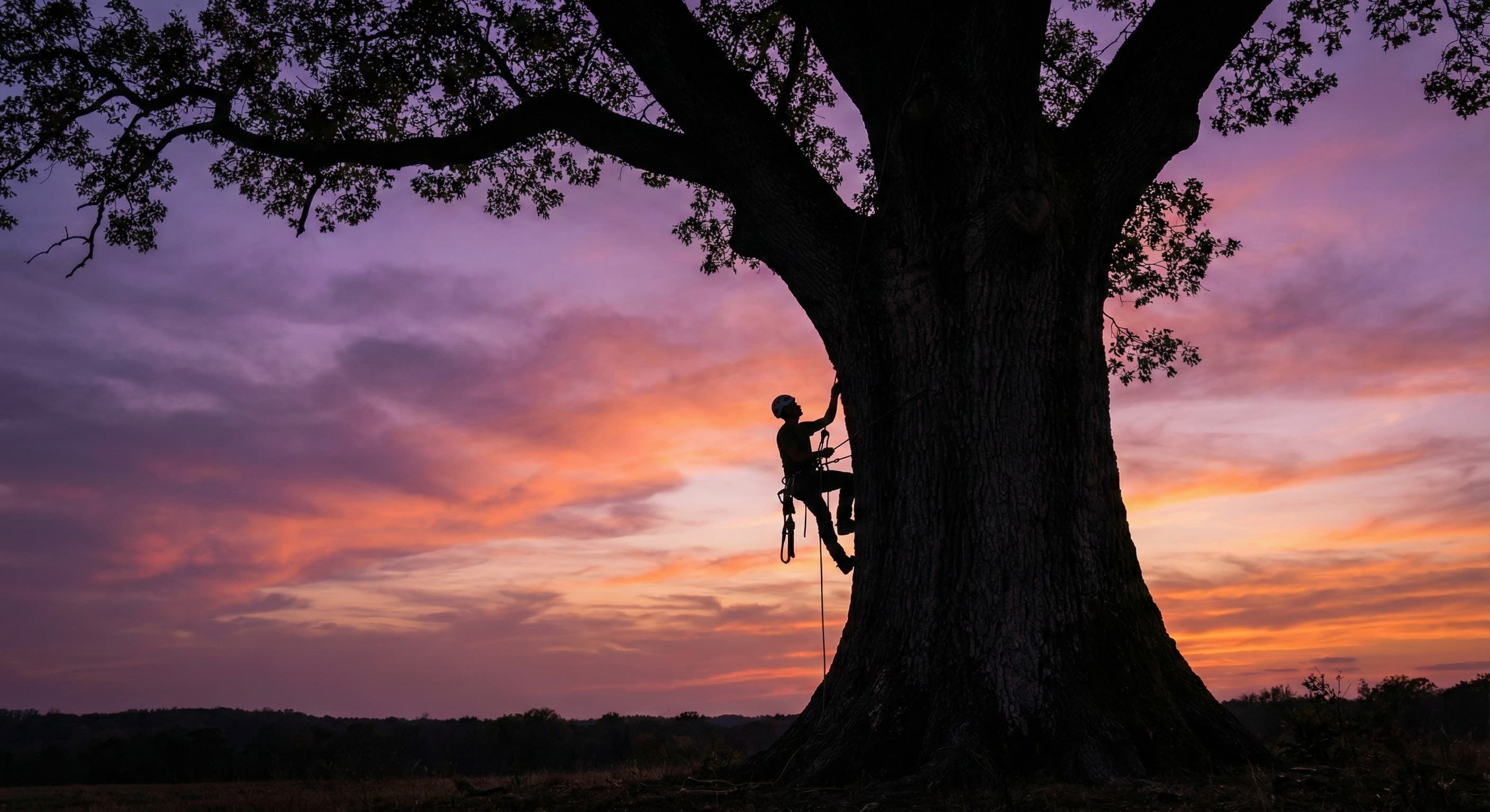Arborist climbing a large oak tree at sunset in Tyler